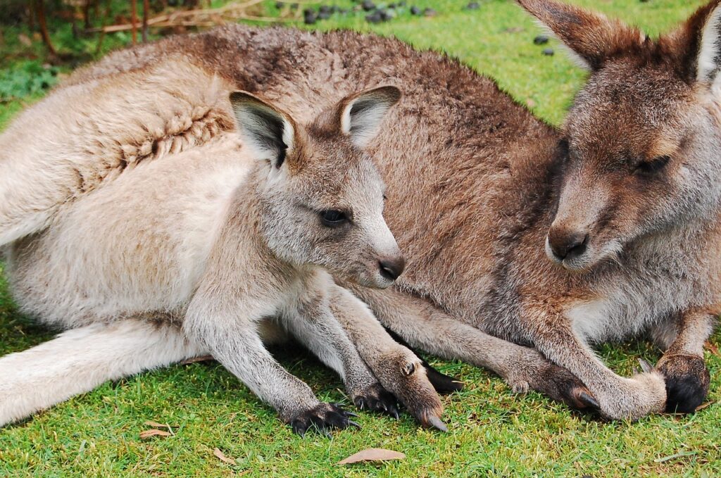 how kangaroo give birth